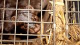 Tierschutz: Mode mit Haut und Haar - Bild 7