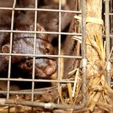 Tierschutz: Mode mit Haut und Haar - Bild 7