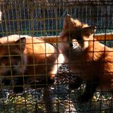 Tierschutz: Mode mit Haut und Haar - Bild 9