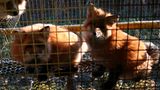 Tierschutz: Mode mit Haut und Haar - Bild 9