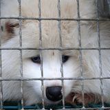 Tierschutz: Mode mit Haut und Haar - Bild 10