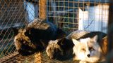 Tierschutz: Mode mit Haut und Haar - Bild 11