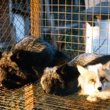 Tierschutz: Mode mit Haut und Haar - Bild 11