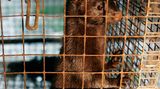 Tierschutz: Mode mit Haut und Haar - Bild 13