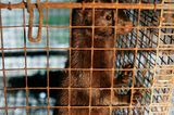 Tierschutz: Mode mit Haut und Haar - Bild 13