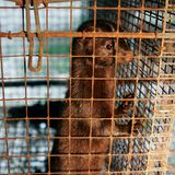 Tierschutz: Mode mit Haut und Haar - Bild 13