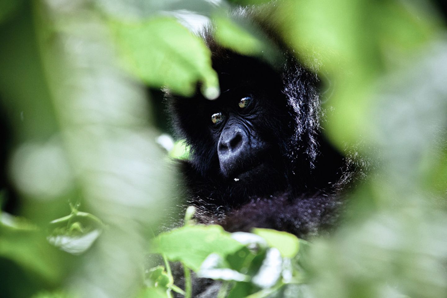 Berggorilla-Nachwuchs in Ruanda