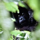 Berggorilla-Nachwuchs in Ruanda