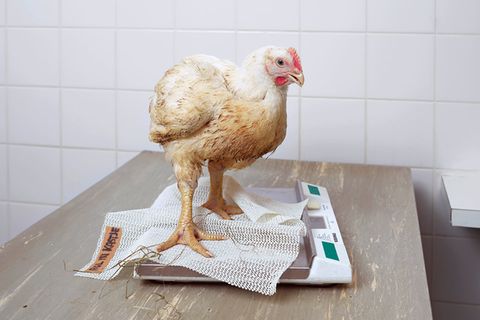 Nahrungsmittelproduktion: Bilder aus dem Inneren des Agrarbusiness