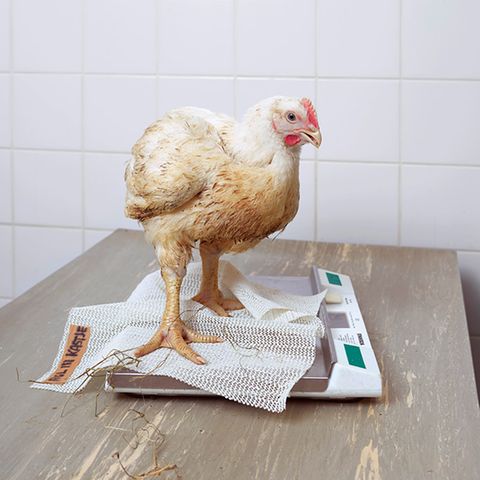 Lebendgewicht