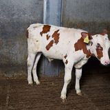 Beiprodukt der Milchindustrie