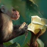 Weißschulterkapuziner