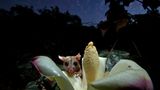 Woll-Opossum