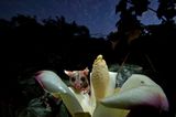 Woll-Opossum