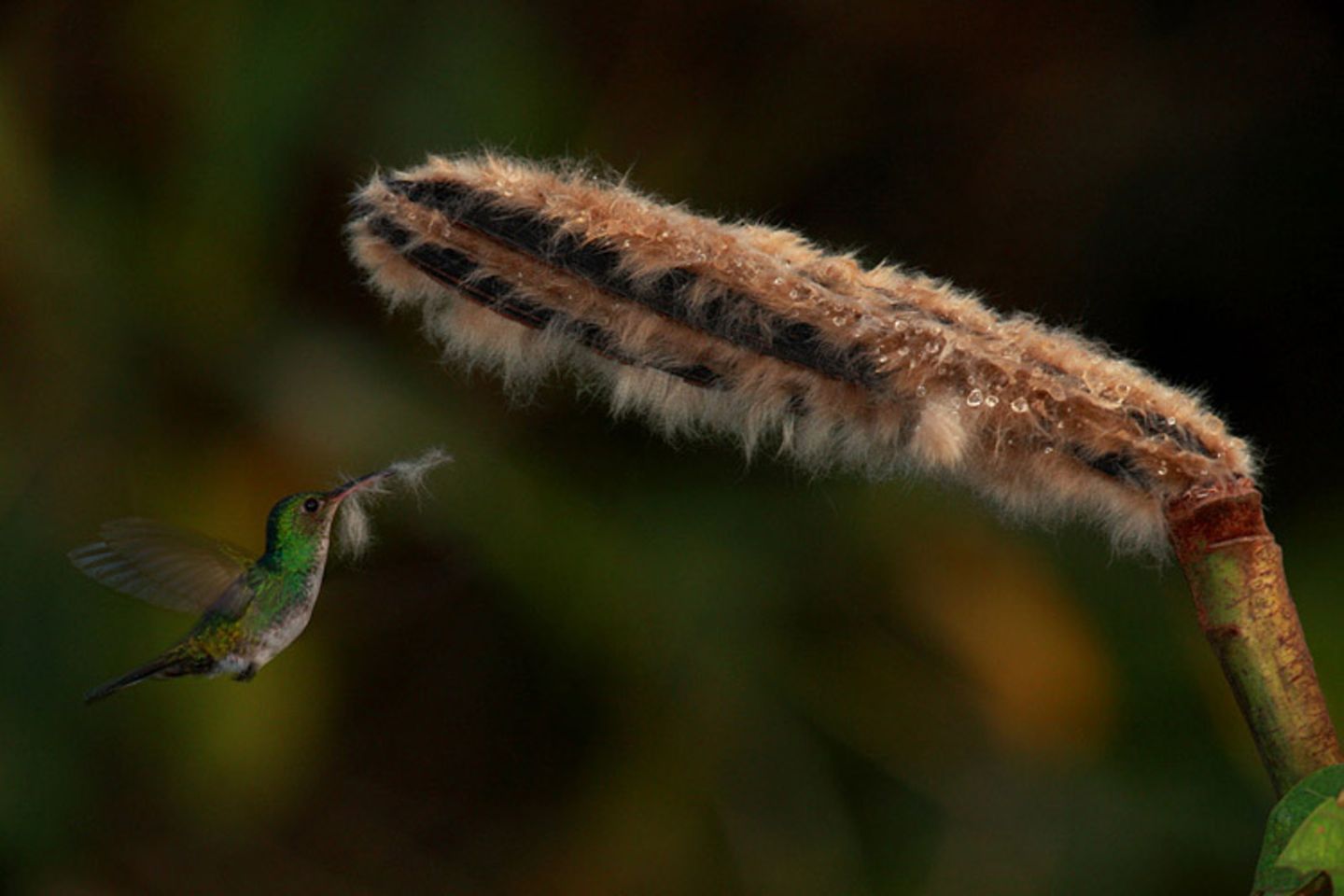 Kolibri