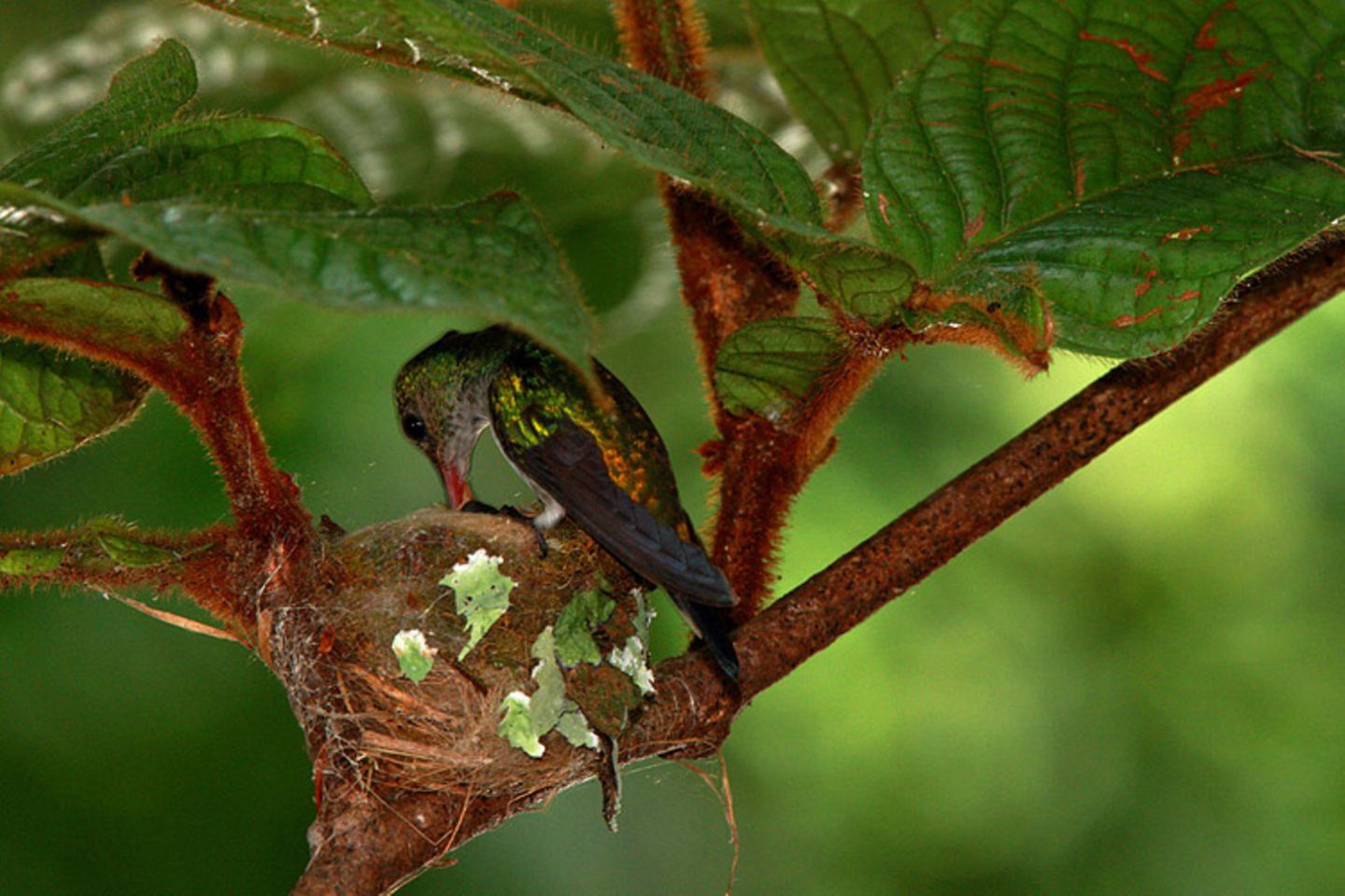 Kolibri