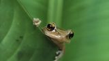 Beliebter Frosch