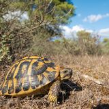 Landschildkröte