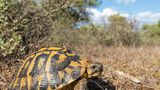 Landschildkröte