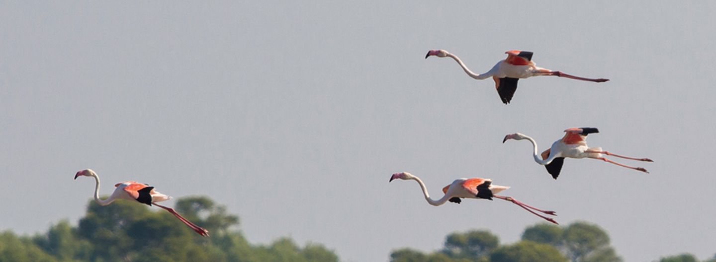 Flamingo
