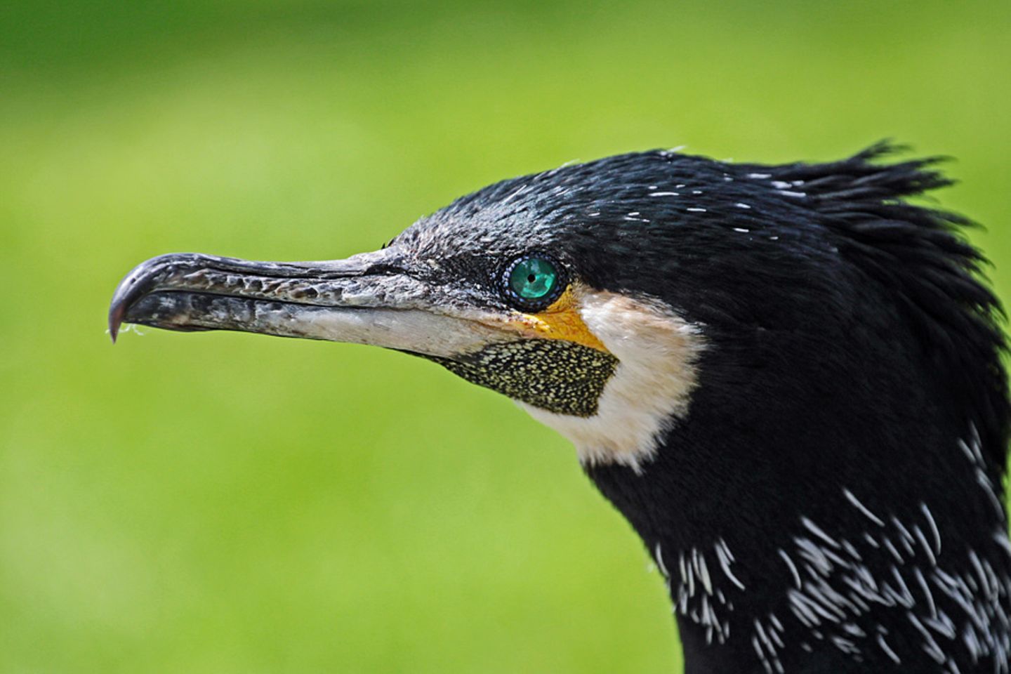 GEO Leserfoto: Die besten Leserfotos: Mai 2014 - Bild 8