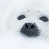 Lobende Erwähnung Säugetiere