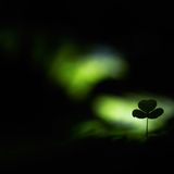 Sieger Pflanzen und Pilze