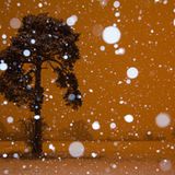 2. Platz Pflanzen und Pilze