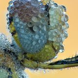 Sieger Sonderkategorie: im Detail