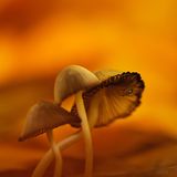 Lobende Erwähnung andere Tiere