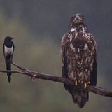 Lobende Erwähnung Vögel