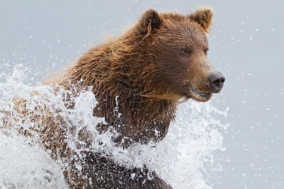 Fotogalerie: Küstenbären