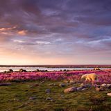 Prominenter Schirmherr