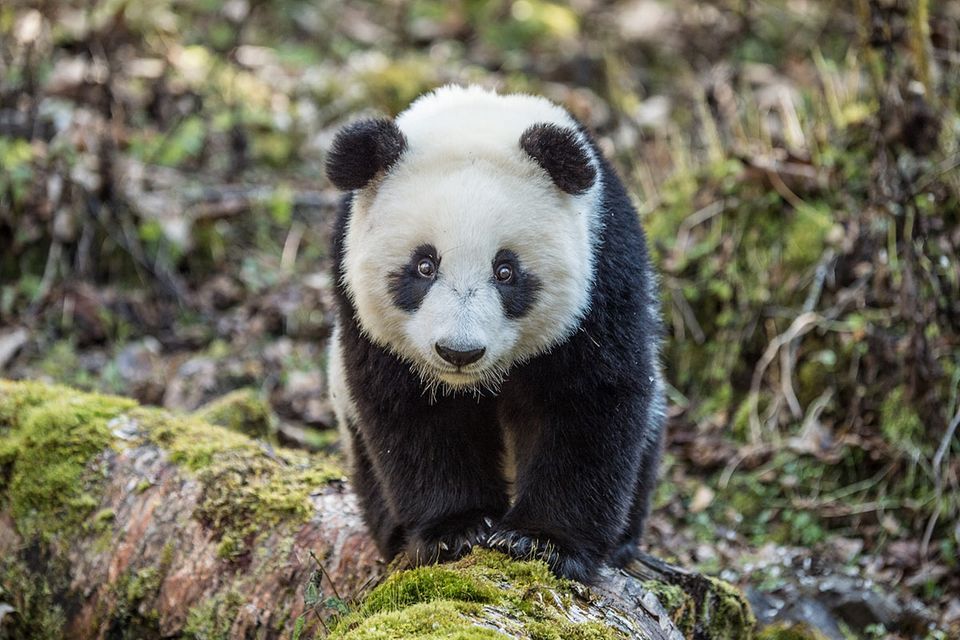 Große Pandas: Der ungewöhnliche Weg zurück