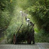 Vorliebe für Bambussprossen