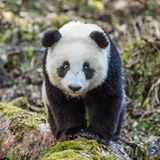 Tierschutz: Große Pandas: Der ungewöhnliche Weg zurück