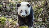 Tierschutz: Große Pandas: Der ungewöhnliche Weg zurück