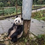 Tierschutz: Große Pandas: Der ungewöhnliche Weg zurück - Bild 2