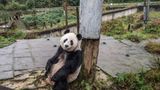 Tierschutz: Große Pandas: Der ungewöhnliche Weg zurück - Bild 2