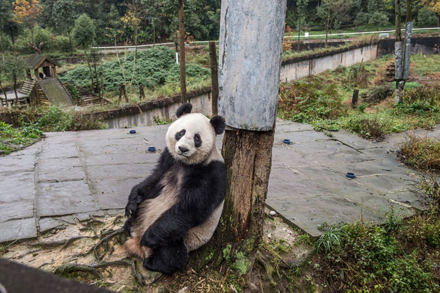 Tierschutz: Große Pandas: Der ungewöhnliche Weg zurück - Bild 2