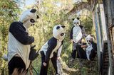 Tierschutz: Große Pandas: Der ungewöhnliche Weg zurück - Bild 3