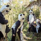Tierschutz: Große Pandas: Der ungewöhnliche Weg zurück - Bild 3