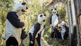 Tierschutz: Große Pandas: Der ungewöhnliche Weg zurück - Bild 3