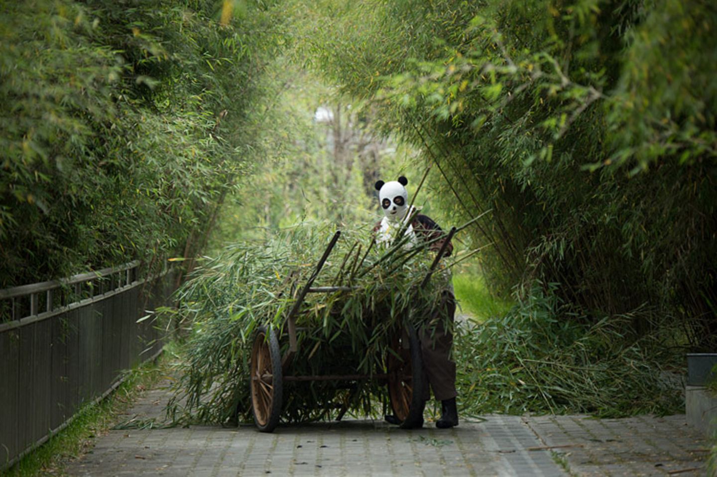 Tierschutz: Große Pandas: Der ungewöhnliche Weg zurück - Bild 4