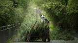Tierschutz: Große Pandas: Der ungewöhnliche Weg zurück - Bild 4