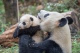 Tierschutz: Große Pandas: Der ungewöhnliche Weg zurück - Bild 5