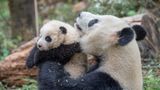 Tierschutz: Große Pandas: Der ungewöhnliche Weg zurück - Bild 5