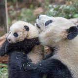 Tierschutz: Große Pandas: Der ungewöhnliche Weg zurück - Bild 5