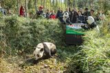 Tierschutz: Große Pandas: Der ungewöhnliche Weg zurück - Bild 6