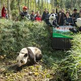 Tierschutz: Große Pandas: Der ungewöhnliche Weg zurück - Bild 6